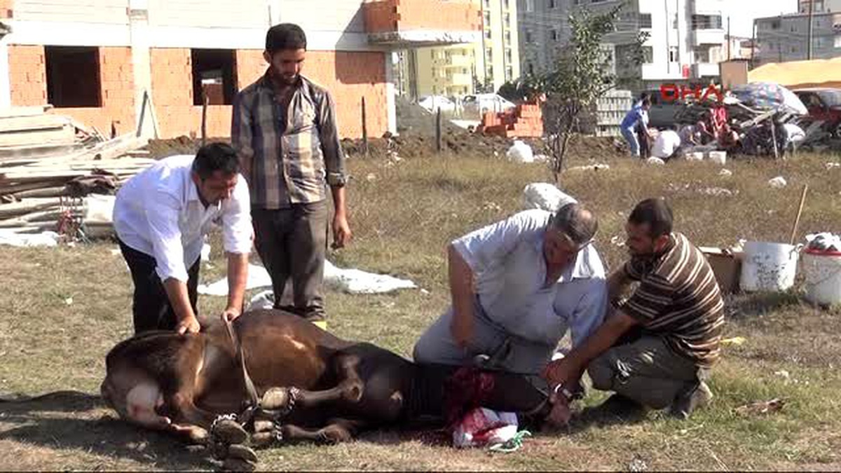 Samsun?da Kurban Kesimi Manzaraları