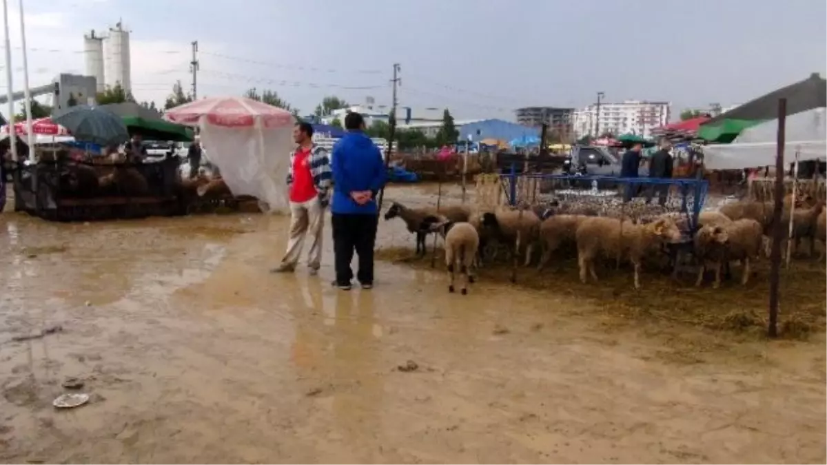 Yağmur Altında Kurban Kestiler