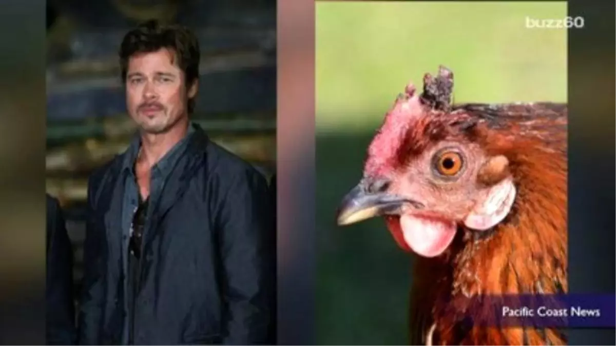 Farmer Complains Brad Pitt Film İs Scaring His Chickens