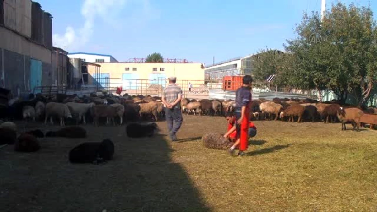 Türk Kızılayı Kırgızistan\'da Kurban Eti Dağıttı