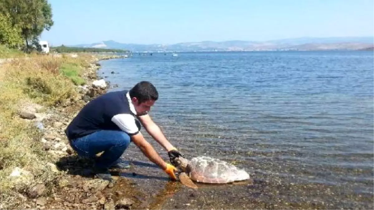 Aliağa Sahilinde Ölü Caretta Bulundu