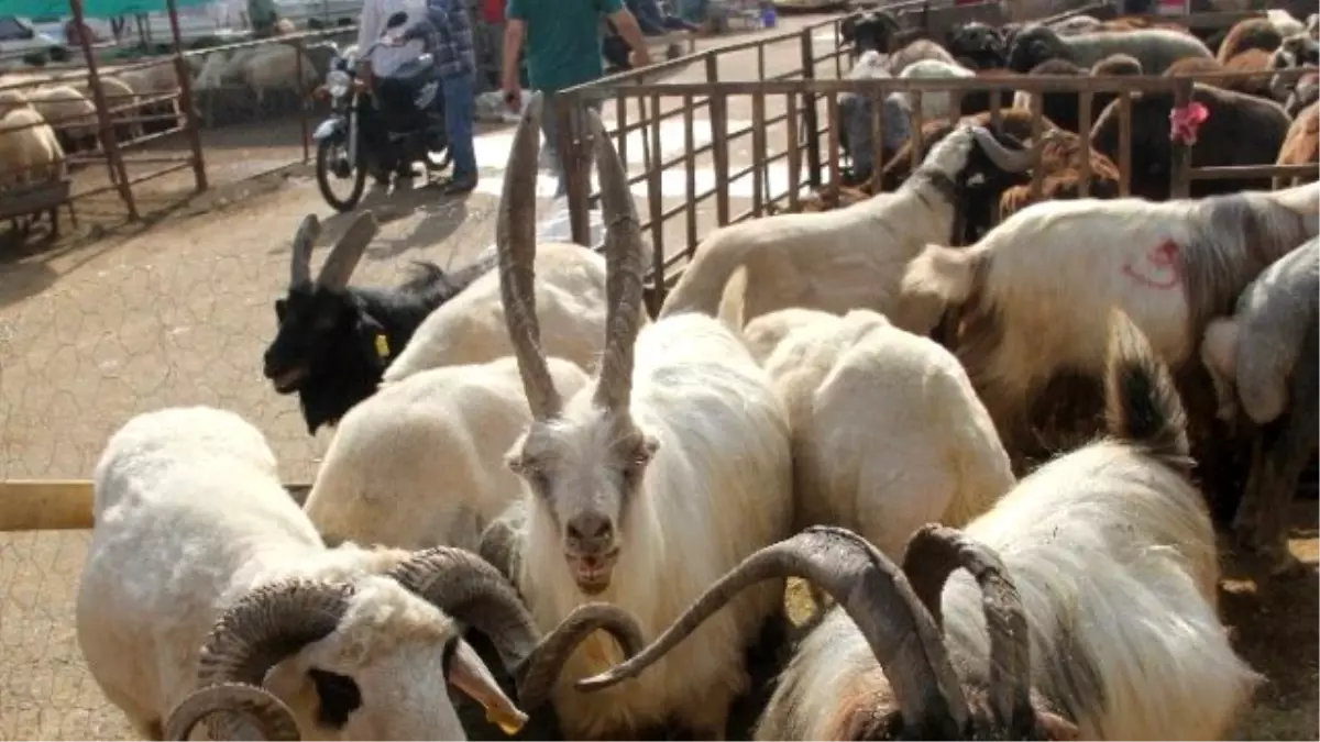 Dik Boynuzlu Kurbanlık Keçi İlgi Odağı Oldu