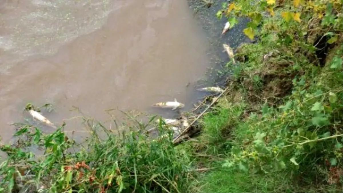 Gediz Nehri\'nde Ürküten Toplu Balık Ölümü