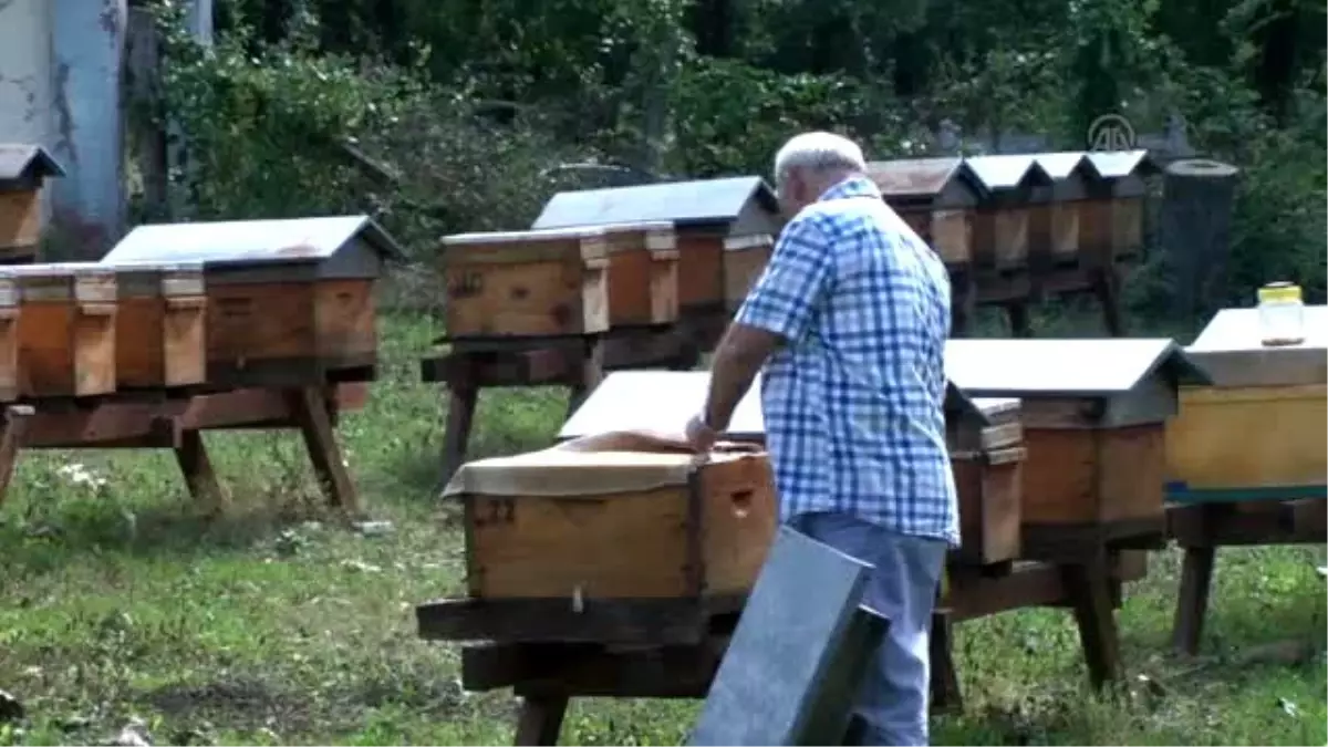 Kestane Balı Fiyatları Cep Yakıyor