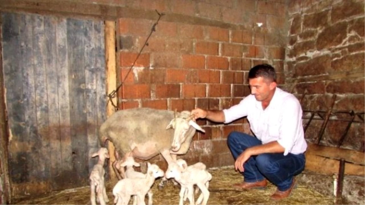 Kıvırcık Cinsi Koyun Tek Batında 7 Kuzu Doğurdu
