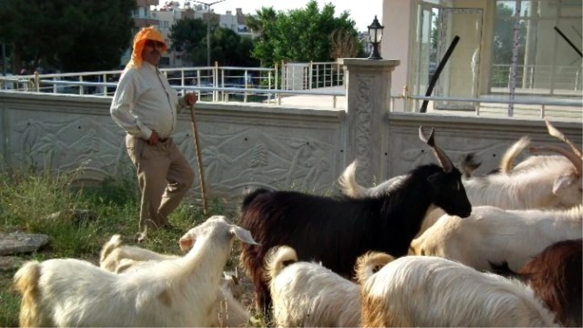 Tatil Beldelerinde Kurbanlıklar Elde Kaldı