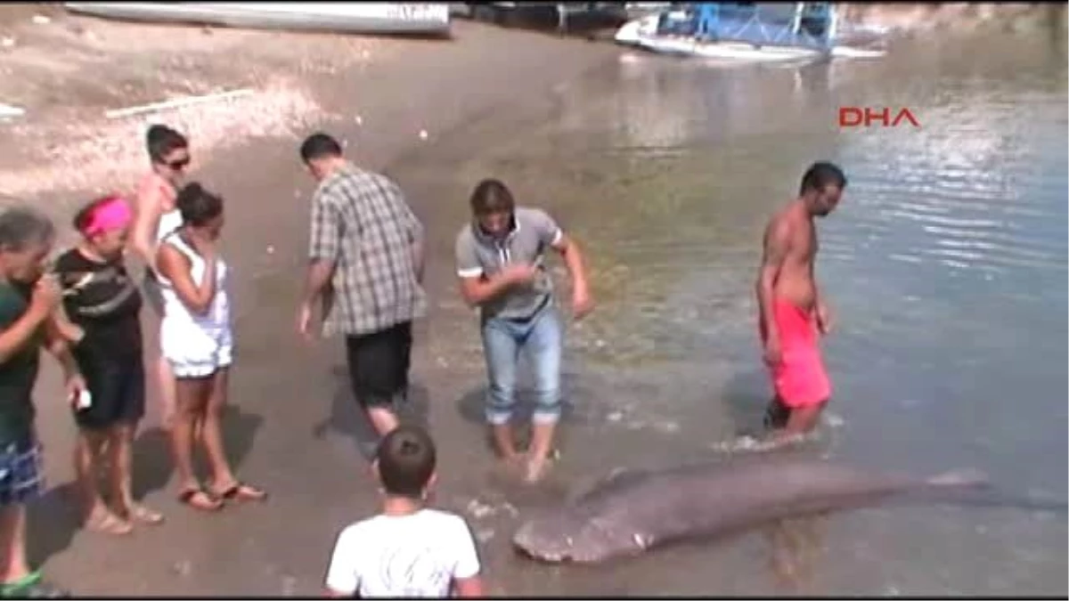 Datça\'da Ölü Köpekbalığı Sahile Vurdu