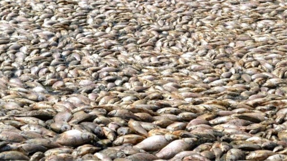 Tamirat İçin Boşaltılan Gölette Binlerce Balık Telef Oldu