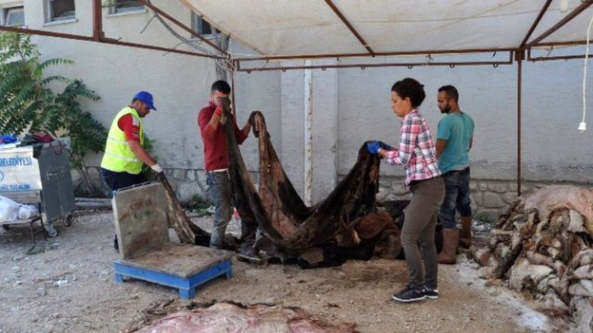 Thk, 7 Bin Adet Küçükbaş, 2 Bin 500 Kilogram Büyükbaş Deri Topladı