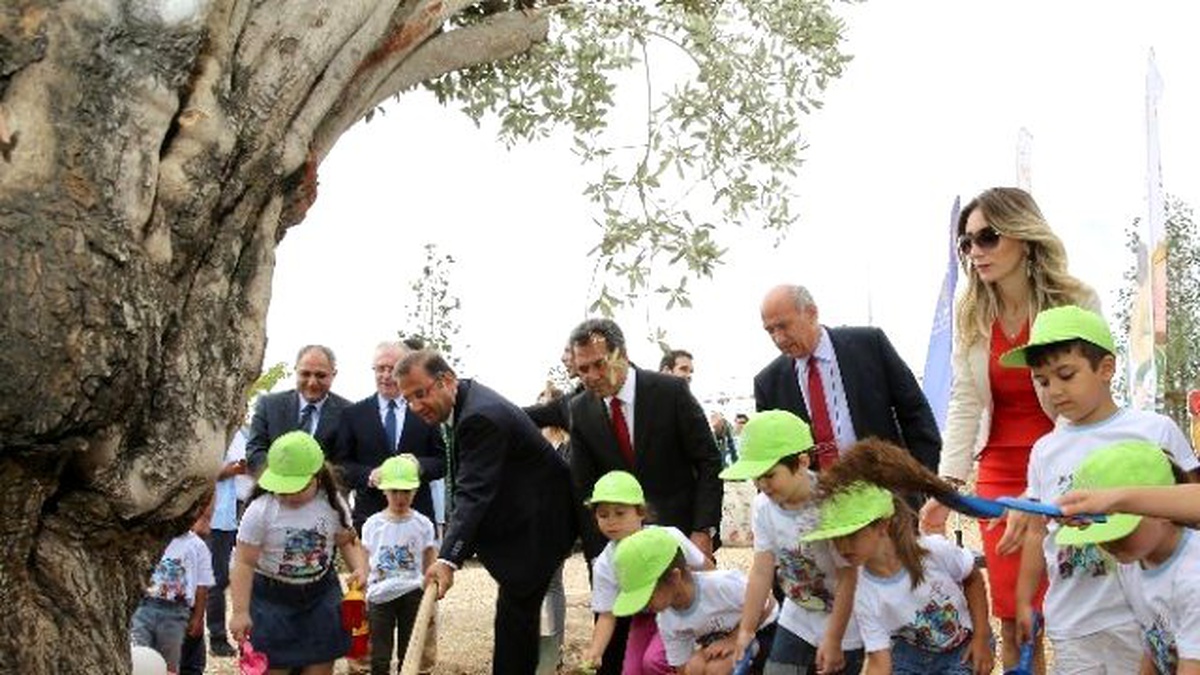 500 Yaşındaki Zeytin Ağacı Minik Öğrencilerin Elinden Yeniden Hayat Buldu