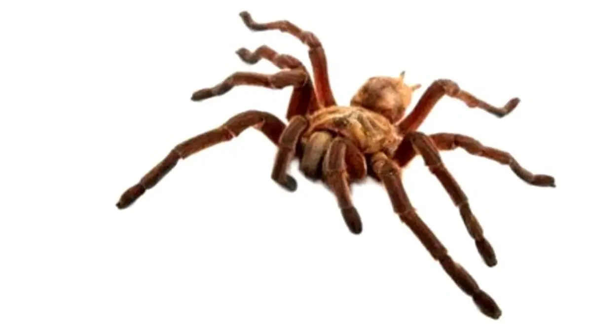 Escaped Tarantula Causes Three Hour Plane Delay