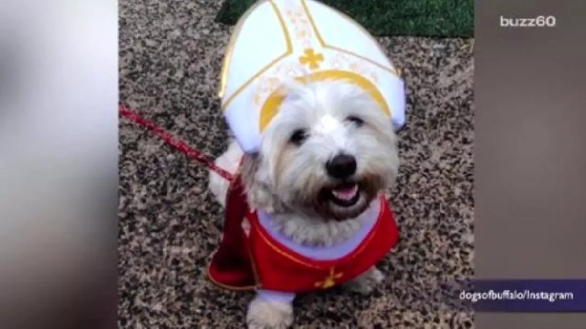 Popedog May Be One Of The Best Things About The Papal Visit