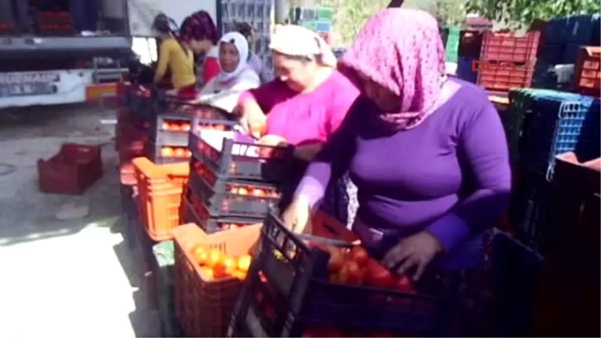 Mersin Domates Dalda Kaldı, Üreticileri Endişeli