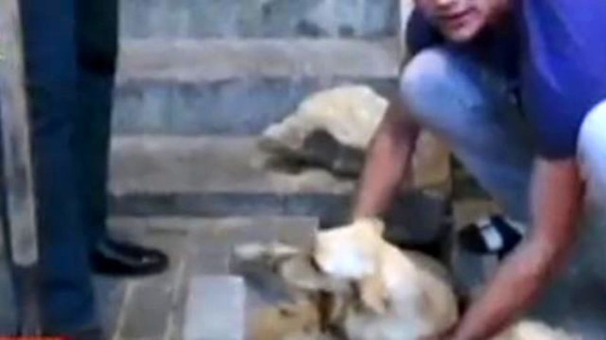 Rusya'da Hamile Köpeği Yanlışlıkla Kaldırıma Gömdüler