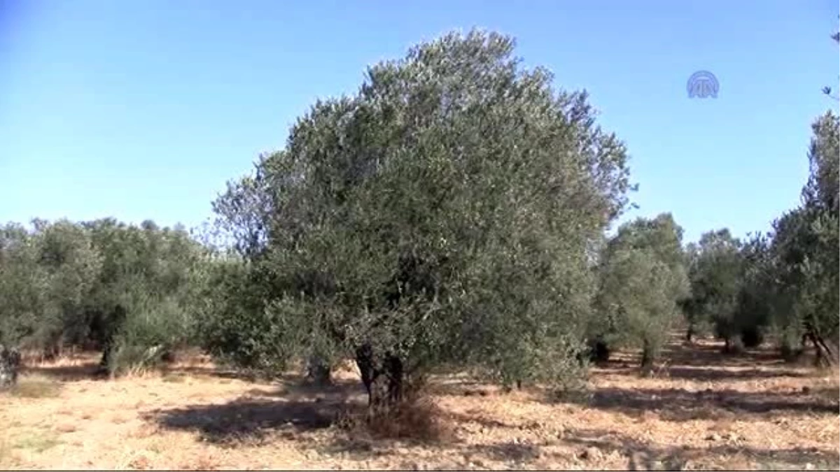 Sofralara Zeytinyağı Güneydeki İllerden Gelecek