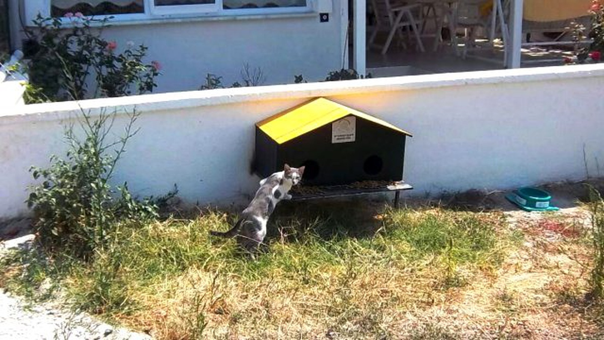 Kedi Evi ve Sokak Hayvanları Farkındalık Projeleri Devam Ediyor