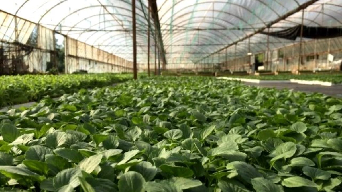 Köyceğiz\'de Kışlık Süs Bitkisi Üretimi Başladı