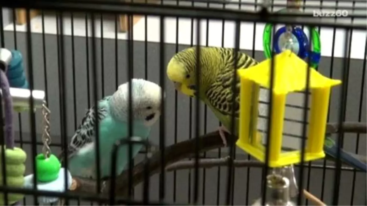 Pet Parrots Get Noise Complaint İn Nj