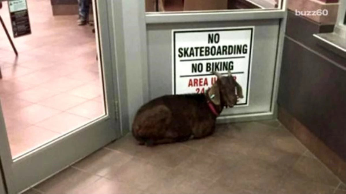 Police \'Arrest\' Stubbon Goat For Refusing To Leave A Tim Hortons