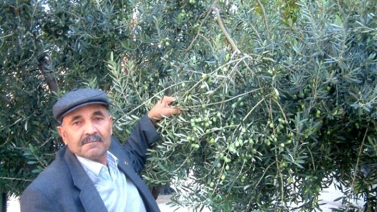 Yağmur Zeytinciyi Sevindirdi