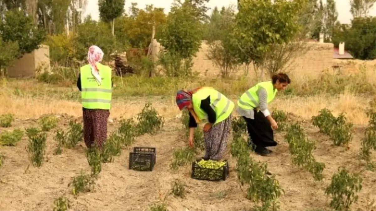 Yaşam Ağacı Projesi Meyvelerini Verdi