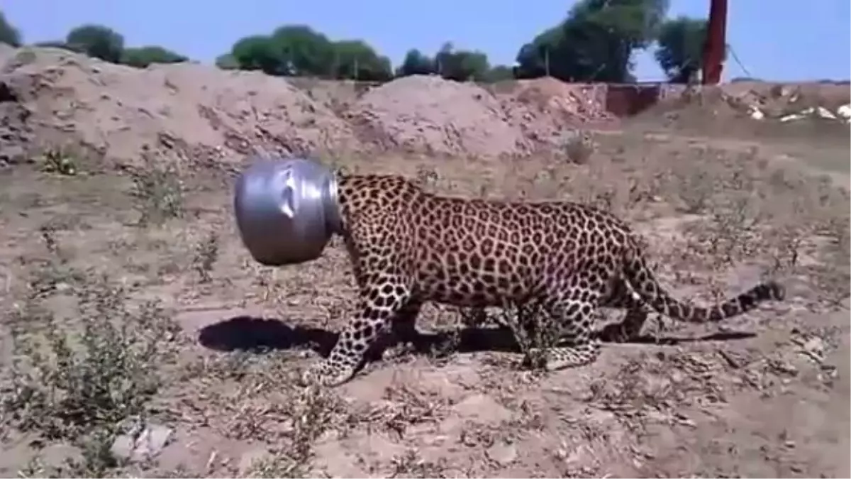 Başını Çömleğe Sıkıştıran Leopar