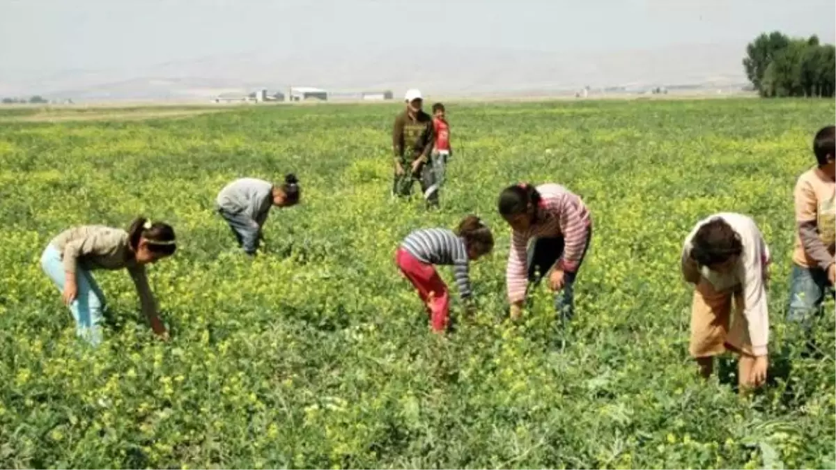 Çocuklar Hala Tarlada