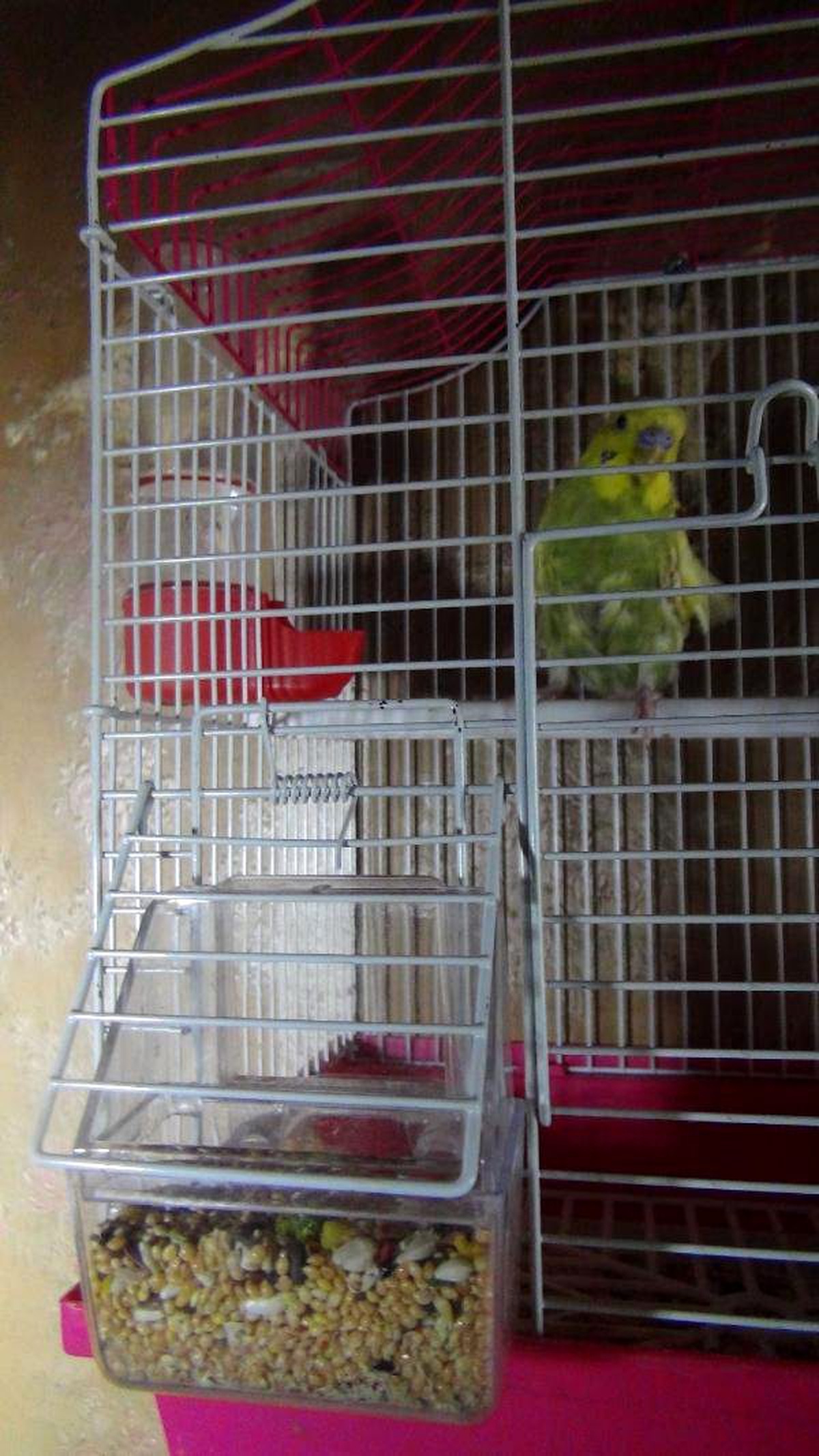 Çöp Evi Temizlemeye Gittiler, Aç Kalan Muhabbet Kuşunu Beslediler
