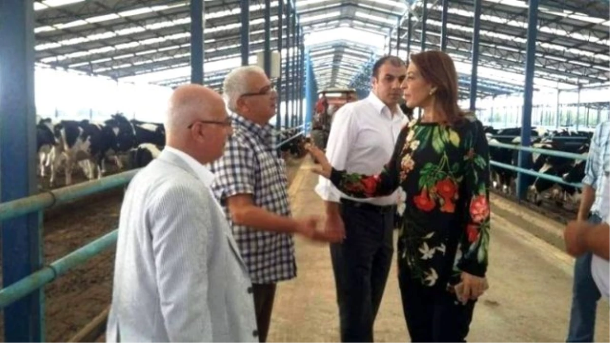İzmirli Süt Üreticisinin Primleri Yatırıldı; Rakam "15 Milyon"