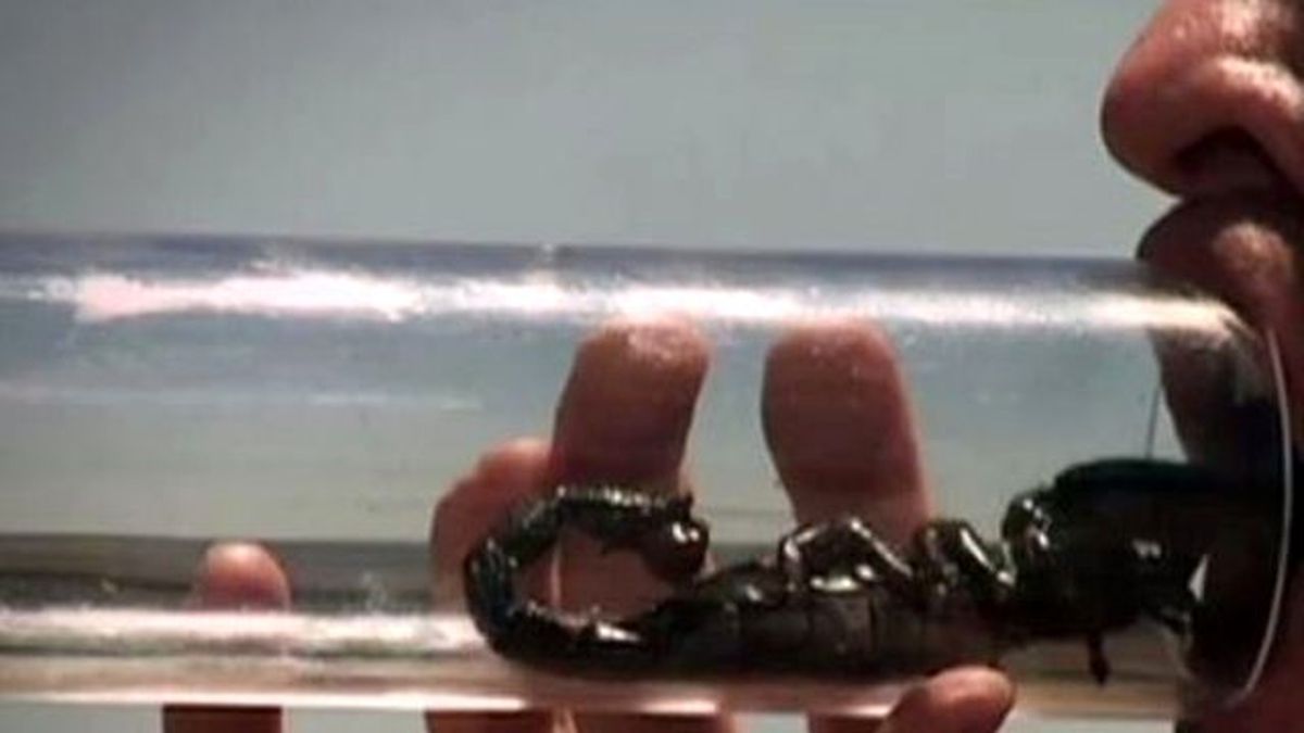 Mideniz, Bu Çılgınlığı Kaldırmayabilir