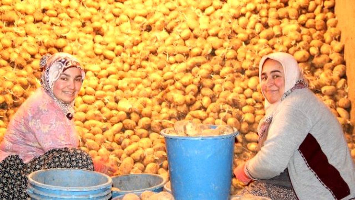 Nevşehir\'de Yıllık 250 Bin Ton Patates Üretimi Gerçekleşiyor
