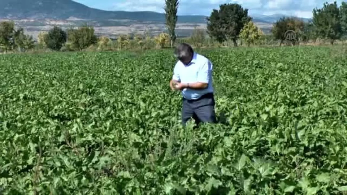 Pancarı "Yaprak Lekesi" Vurdu