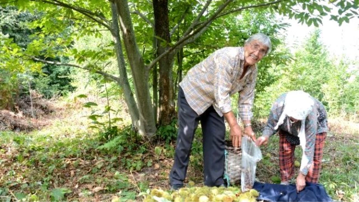 Sinop\'ta Kestane Hasadı Başladı