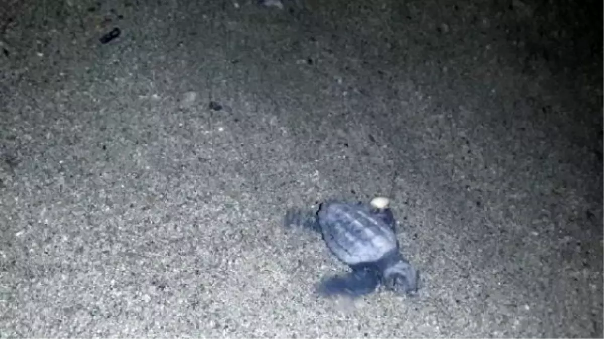 Yavru Caretta Carettalar Denizle Buluştu