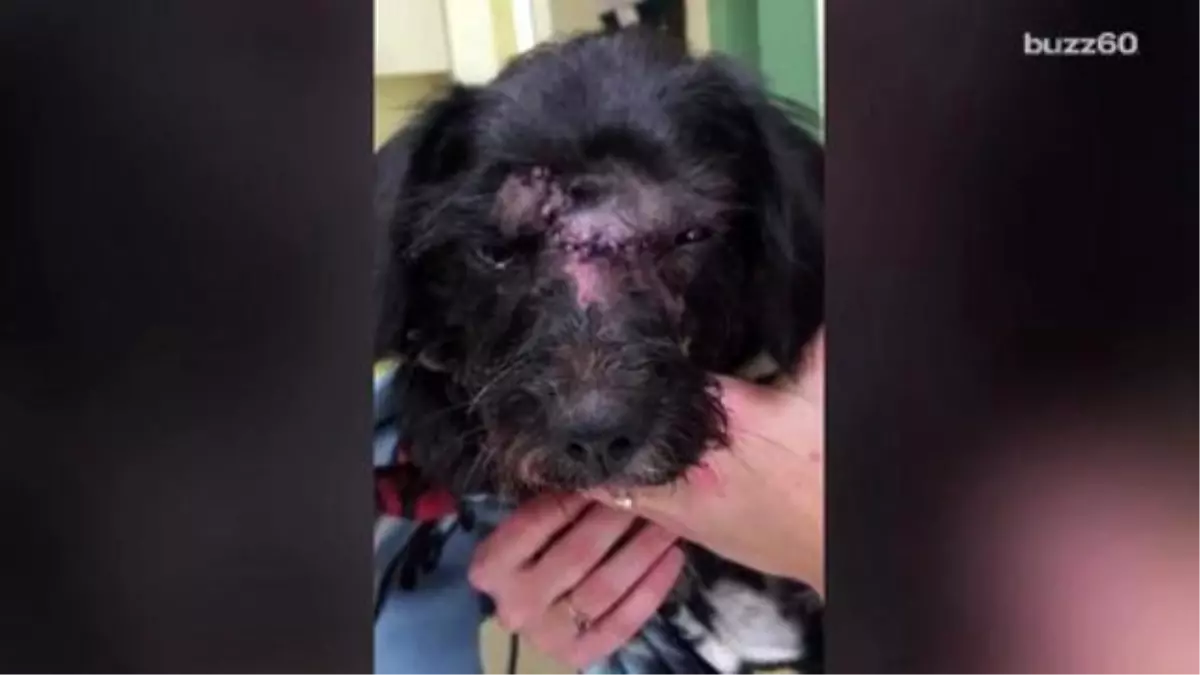 Dog Dragged By Car For 2 Hours Survives, Earning The Name, \'Miracle\'