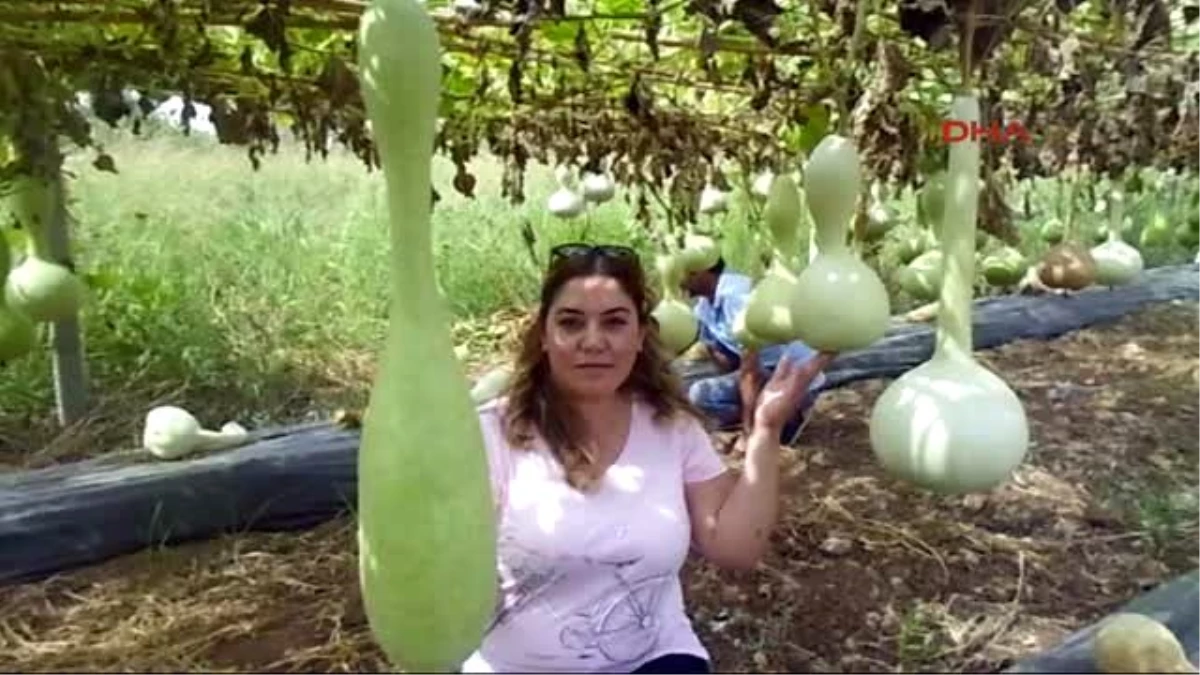 Erdemli Su Kabağından Tuza Dayanıklı Karpuz Anacı Yetiştirilecek