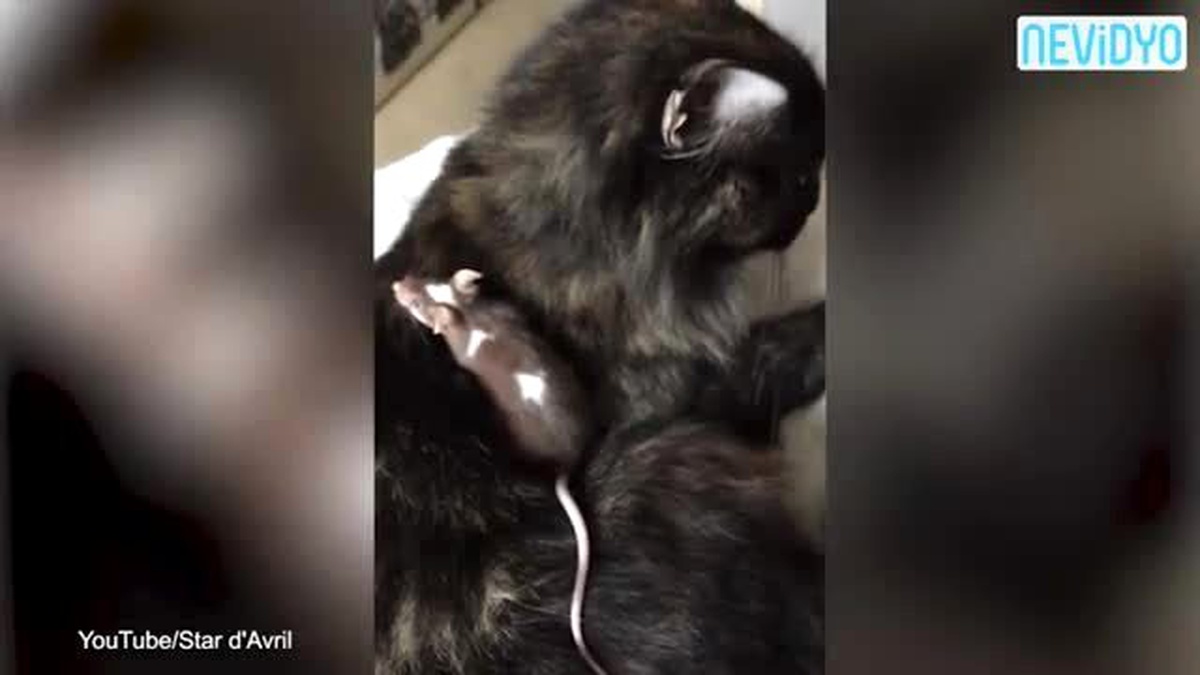 Kedi ile Farenin İnanılmaz Dostluğu