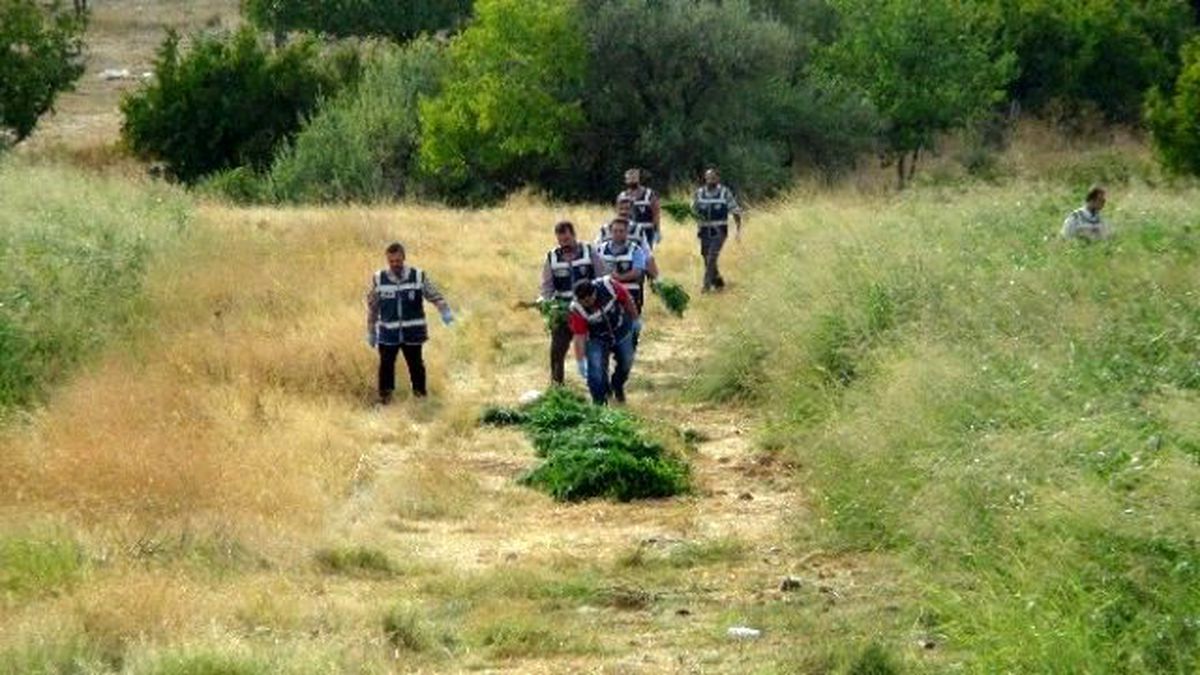 Özel Sistemle Sulanan 5 Bin Kök Hint Keneviri Ele Geçirildi