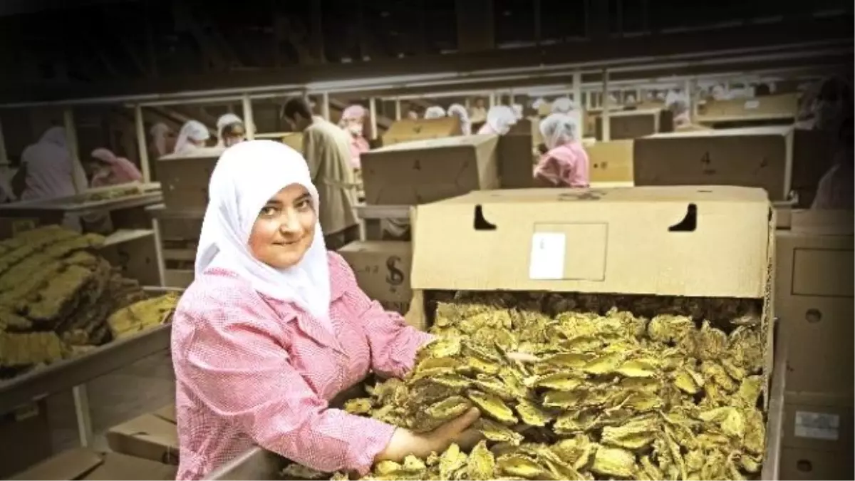 Türk Tütünü Markalaşmaya Önem Veriyor