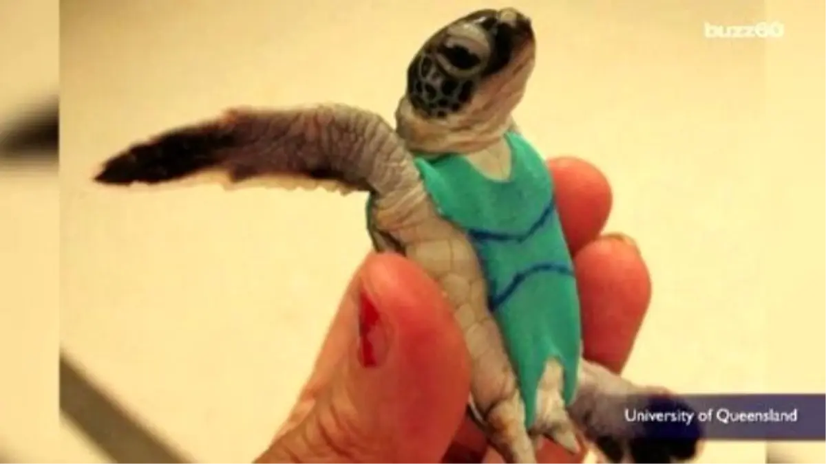 Turtles Wear Tiny Swimsuits So Researchers Can Collect Their Poop