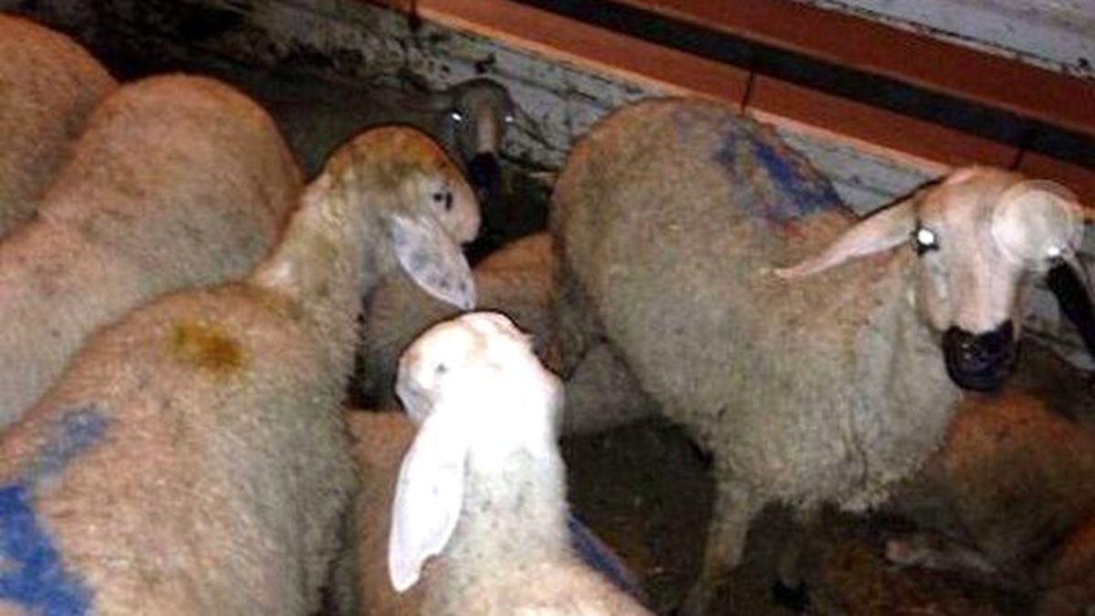 Duisburg Merkez Ülkü Ocakalarından Kırşehir\'de Bulunan Türkmenlere Yardım