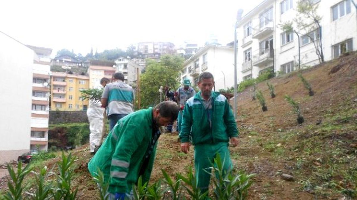 İzmit Belediyesi Boş Alanlara Ağaç Dikiyor