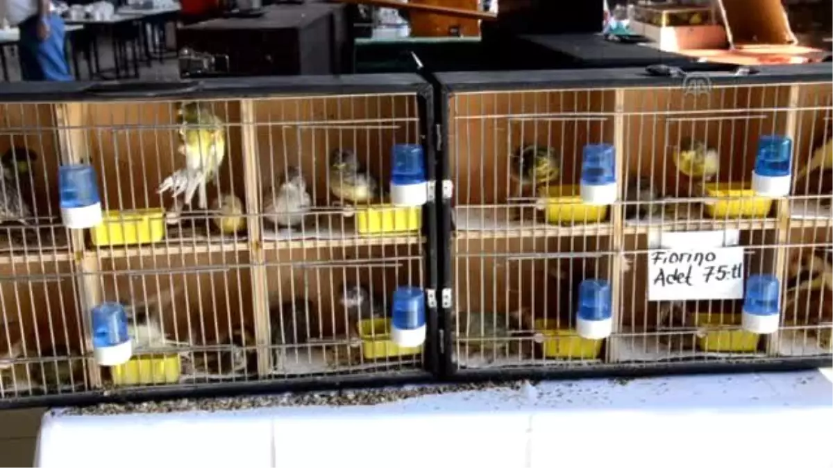 Kanaryacılar Manisa'da Yarıştı