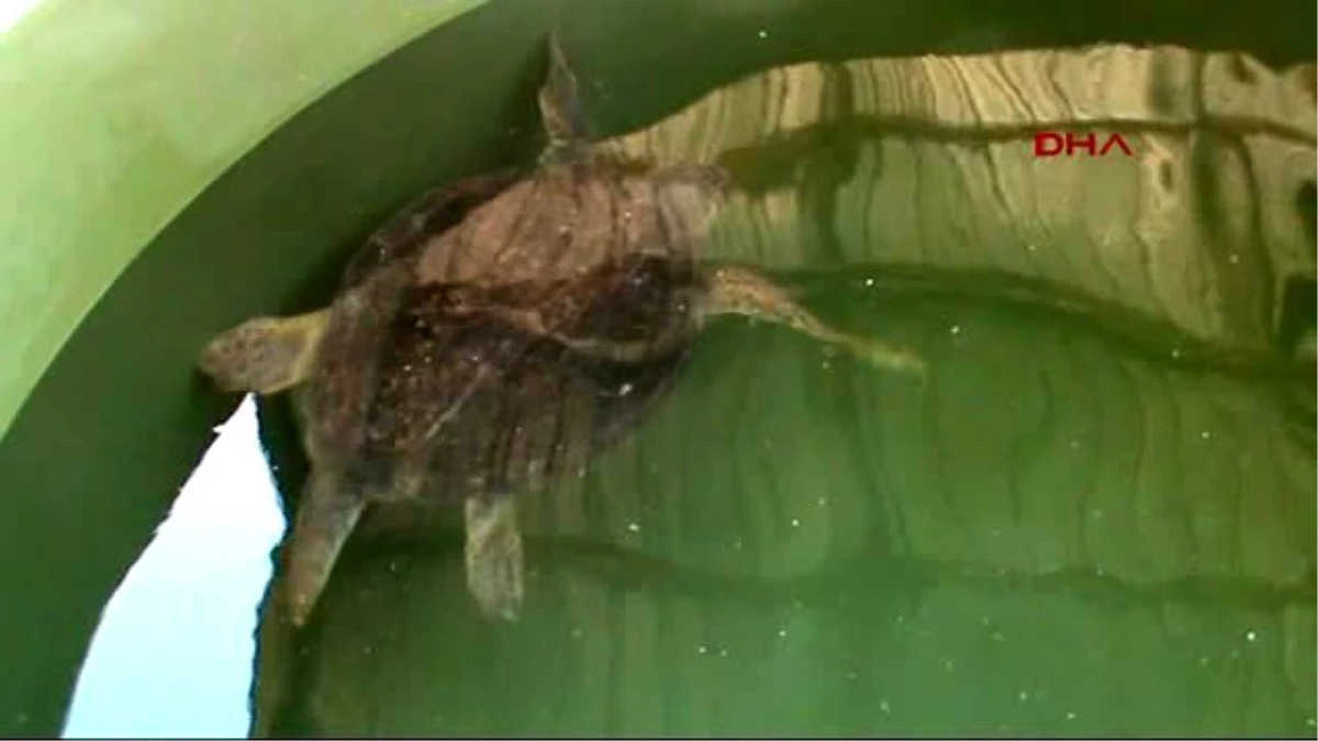 Ortaca Tedavisi Yapılan 5 Deniz Kaplumbağası ile Yılın Son Yavruları Denizle Buluşturuldu