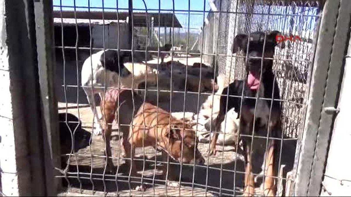Uşak - Nebahat Avcu: Uşak\'ta Kaybolan 300 Köpeğin Akıbeti Ne Oldu?