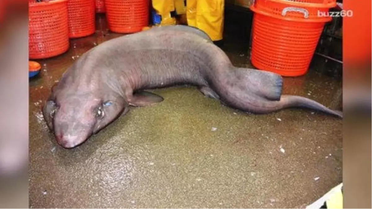 Extremely Rare Shark May Be Weirdest-looking Animal Ever