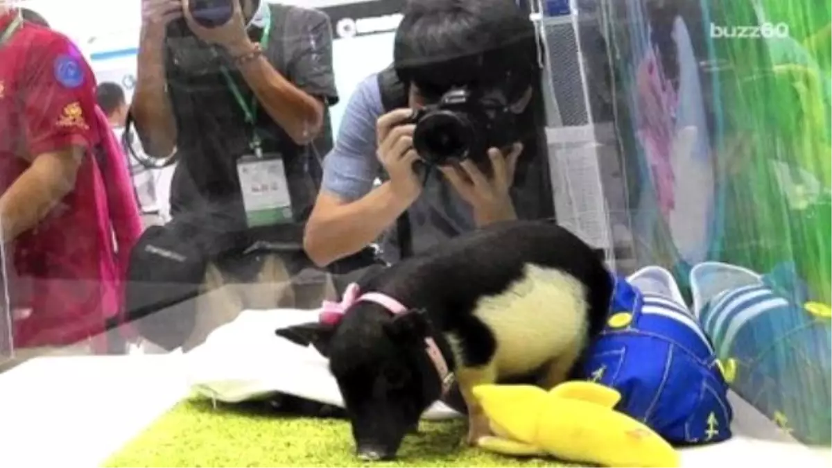 Genetically Engineered Micro Pigs Will Set You Back $1,600