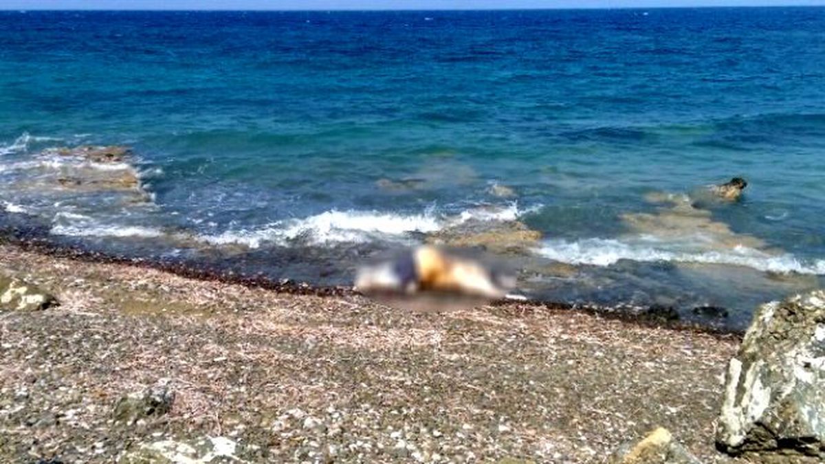 Jandarma Datça Sahilinde Ceset Arıyor