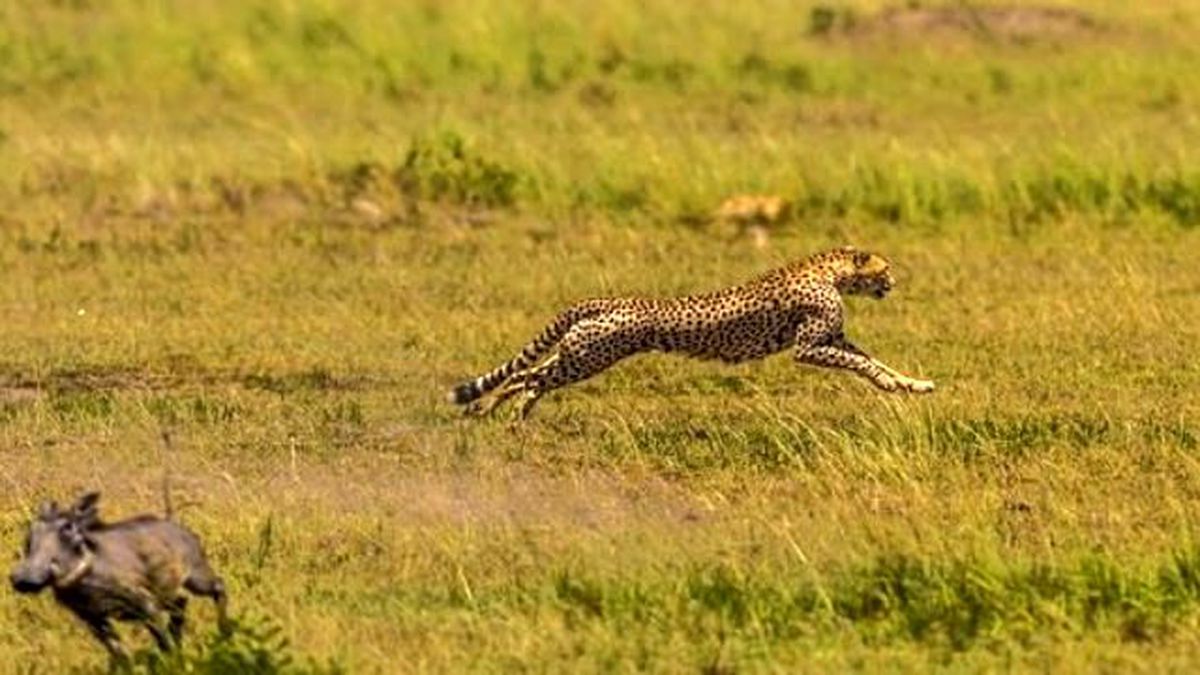 Aç Kalan Çita, Antilop Sürüsüne Saldırdı