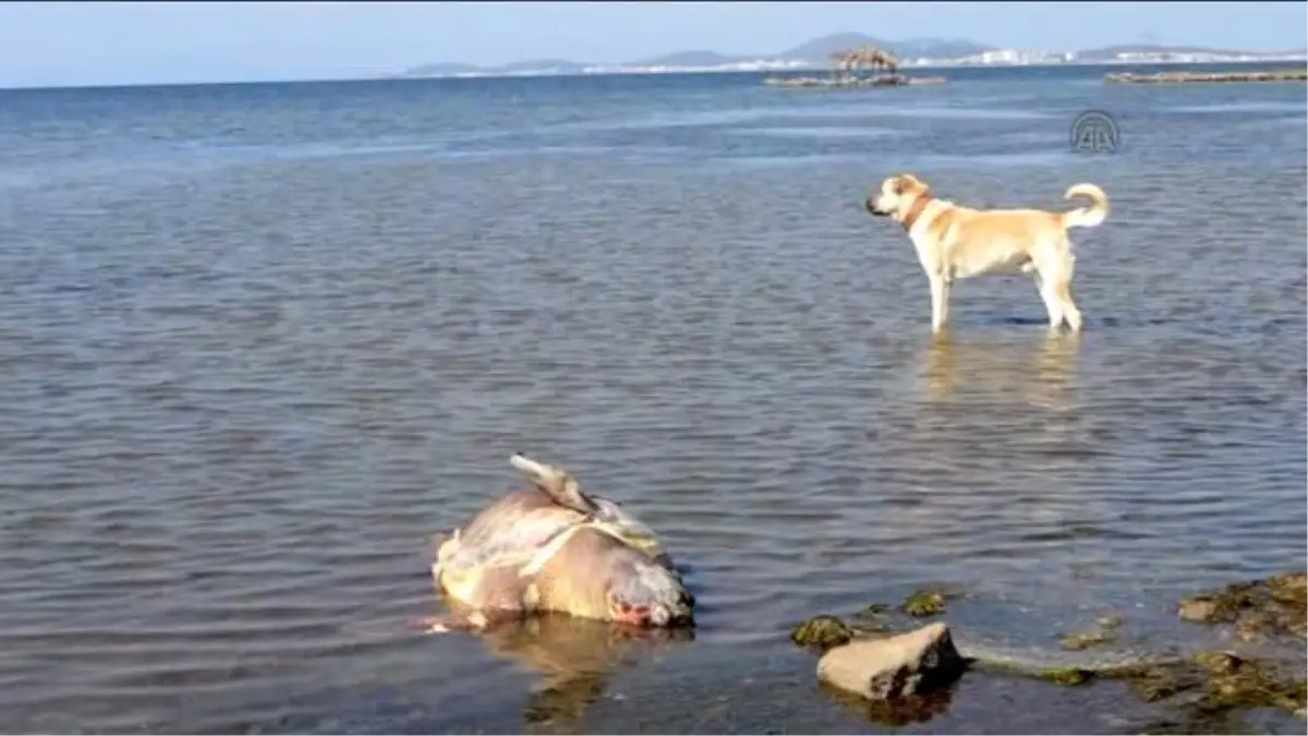 Ayvalık Sahilinde Ölü Caretta Caretta Bulundu